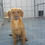 Estelle, unsere Elli brauchte Flugpaten