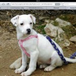 Zina brauchte Flugpaten