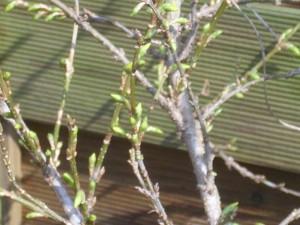 Forsythien -Märzblumen