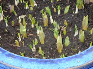 Tulpenspitzen im Tulpentopf - Märzblumen