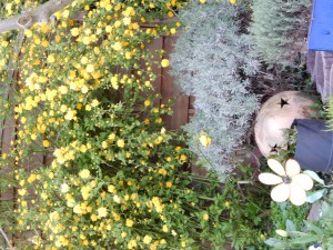 Ranunkel - Garten im April