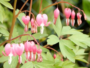 blühendes Tränendes Herz -Garten im April