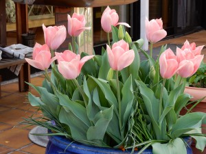 Pinke Tulpen im Tulpentopf - Denkt an euren Tulpentopf