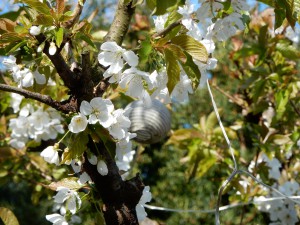 Apfelblüte - Garten im April