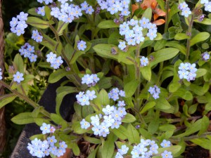 Vergissmeinnicht - Garten im April