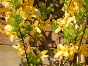 blühende Forsythie - Garten im April