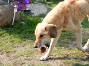 Kranke Elli mit Ball - Der Tag, an dem Elli Ball spielte