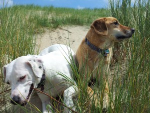 Lustiges Fotoshooting mit Zina und Elli - Vorfreude auf Texel