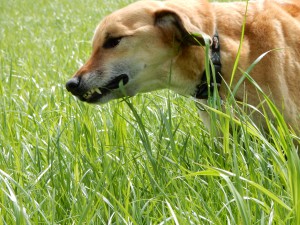 Grasende Elli - Der erste Mai