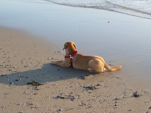 Elli wartet, Strandurlaube mit Hund