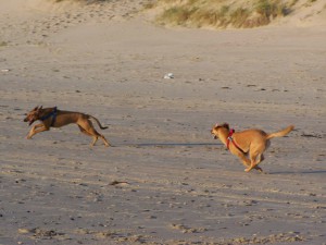 Spurt von Elli und Cooki, Strandurlaube mit Hund