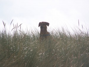 Cooki in den Dünen von Nordholland, Strandurlaube mit Hund