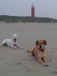Leuchtturm Texel mit Elli und Zina;Strandurlaube mit Hund