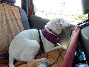 angeschnallte Zina - Anfahrt nach Texel