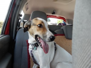 gestresste Feli - Anfahrt nach Texel