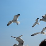 fliegende Möwen - Anfahrt nach Texel
