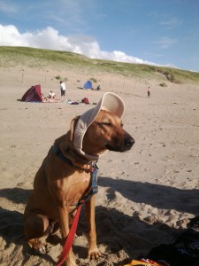 Cooki mit Sonnenschultz am Strand von Juliana Dorp, Strandurlaube mit Hund