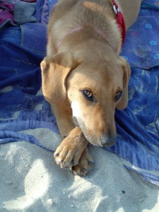 Elli in Nordholland, Strandurlaube mit Hund