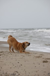 Elli auf Texel: Fang mich; Strandurlaube mit Hund