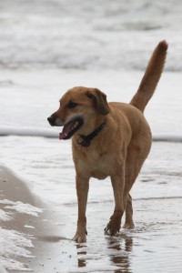 Elli im Meer auf Texel, Strandurlaube mit Hund