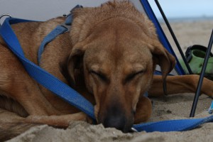 Cooki beim Strandpäuschen, Strandurlaube mit Hund