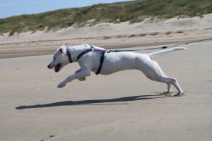 Nordholland: Zina fängt Fliegen; Strandurlaube mit Hund