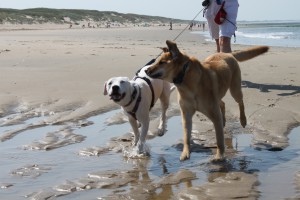 Das Braun-Weiße Hundeduo in Nordholland, Strandurlaube mit Hund