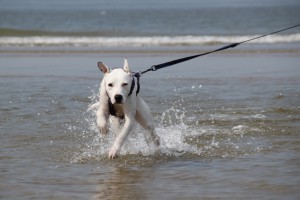 Nordholland: Zina rennt, Strandurlaube mit Hund