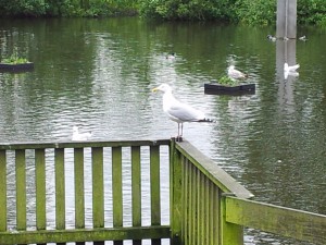 Möwe am Teich in Den Burg auf Texel