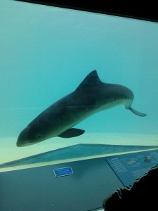 Schweinswal - Ecomare auf Texel, Zuckerschnutenalarm