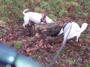 Mausesuche von Feli und Zina - Mausetraum