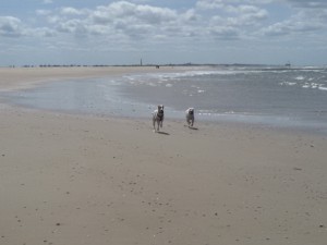 Wettlauf am Strand von Zina und Feli - Strandwanderung zur Südspitze Texels