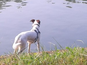 Feli kontrolliert am Kanal die Enten - Morgens um sieben am Kanal