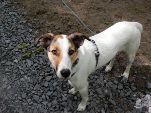 Feli, unsere griechische Mischlingshündin - Mausetraum