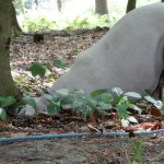 Zinas Körper im Buddelloch - Mausetraum