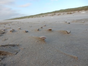Muschelspuren im Wind - Schnappschüsse