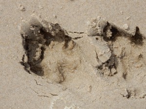 Pfotenspuren am Strand - Schnappschüsse