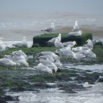 Möwen auf dem Wellenbrecher - Strandwanderung zur Südspitze Texels