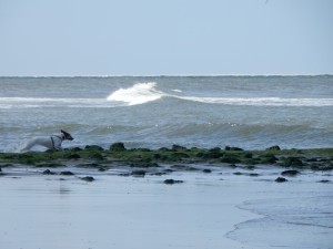 Feli auf dem Wellenbrecher - Strandwanderung zur Südspitze Texels