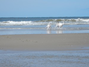 Zina und Feli am Meer- Strandwanderung zur Südspitze Texels