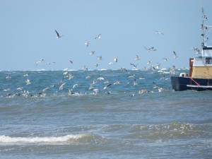 Möwen verfolgen den Fischkutter - Strandwanderung zur Südspitze Texels