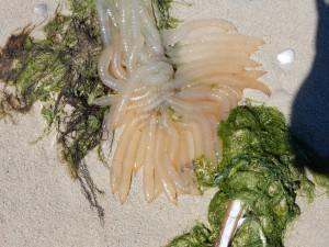 Qualle - Schnappschüsse