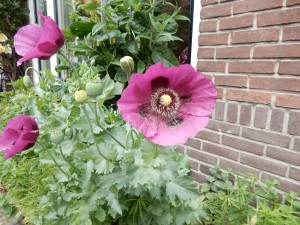 Pinker Klatschmohn - Den Burg auf Texel