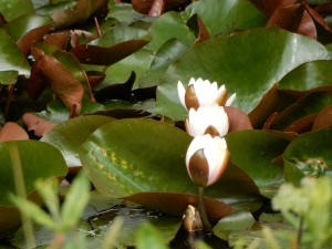 Seerosen - Den Burg auf Texel