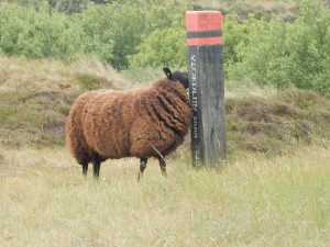 Schubbel Schaf - Schnappschüsse