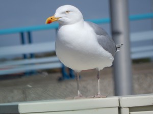 Möwe auf Texel - Schnappschüsse