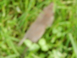 Unscharfe laufende Spitzmaus -Mausetraum