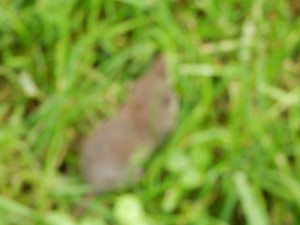 Unscharfe sitzende Spitzmaus - Mausetraum