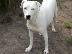 Zina, unsere griechische Mischlingshündin - Mausetraum