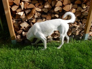 Feli schaut ins Leere, keine Maus - Mausetraum